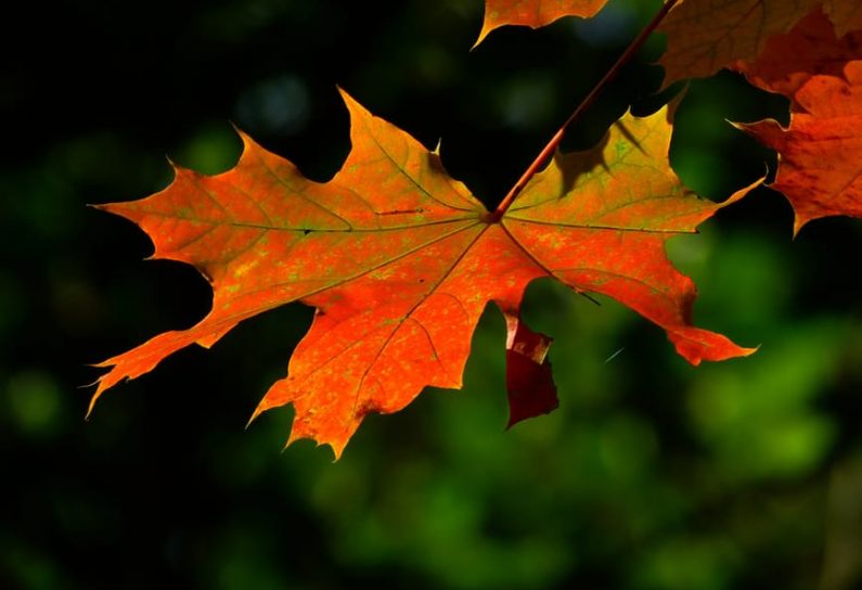 autumn-leaf-colorful-leaves-65279