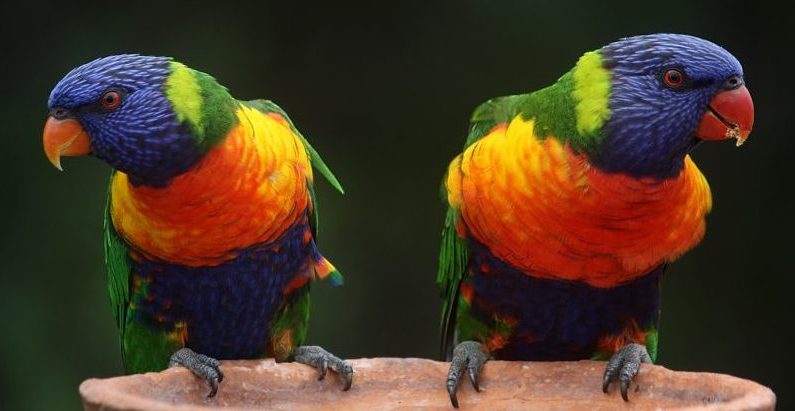 rainbow-parrots-nota xaras-5