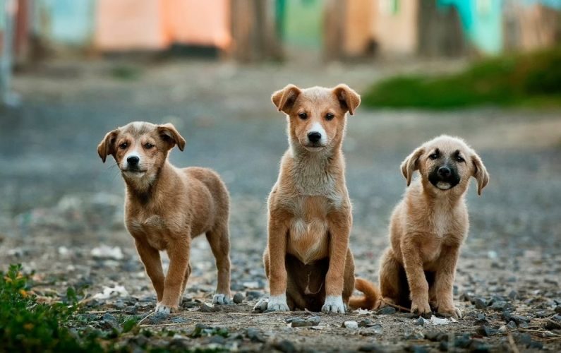 3 stray dogs-26128-ta adespotakia
