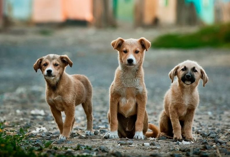 3 stray dogs-26128-ta adespotakia