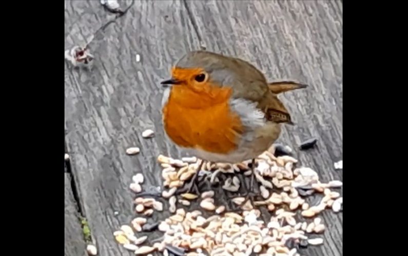 photo robin on its own
